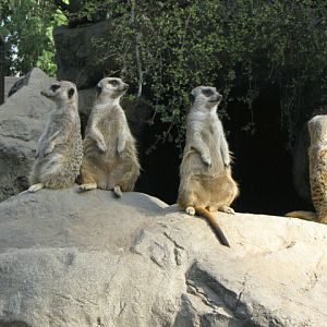 Four Guarding The Post