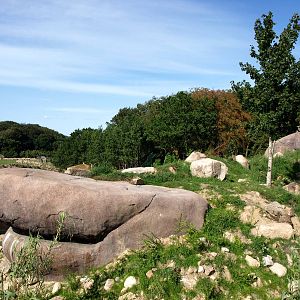 Ree Park - Katanga Hill