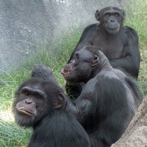 Chimpanzees