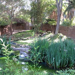 Okapi/Black Duiker Habitat