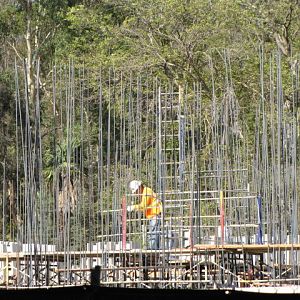 Continued Construction On Pachyderm Forest