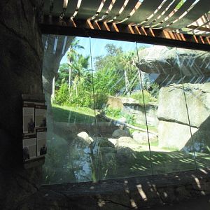 Gorilla Habitat Glass Viewing Area