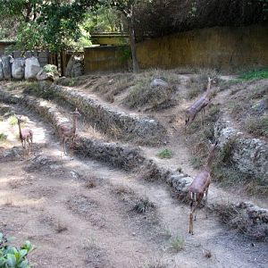 Gerenuk Exhibit