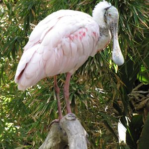 Roseate Spoonbill