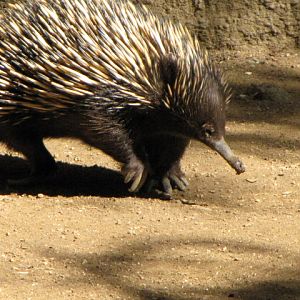 Short-nosed Echidna