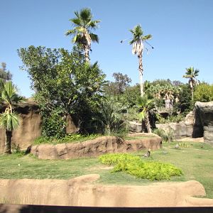 Gorilla Habitat: Bachelor Group