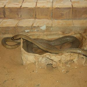 egyptian cobra