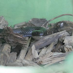 black ratsnake