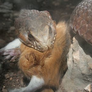 a snake eating