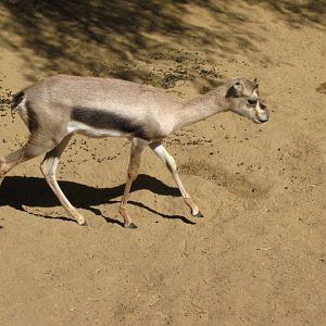 Young Speke's Gazelle