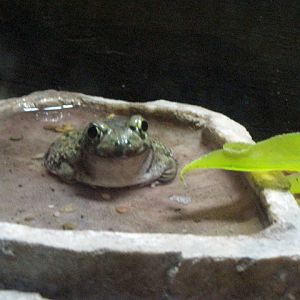 Couch's Spadefoot Toad
