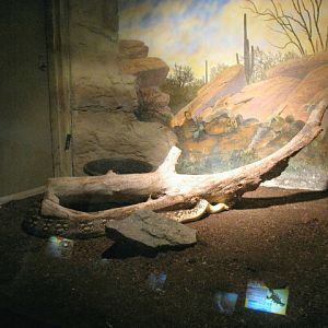 Dumeril's Ground Boa