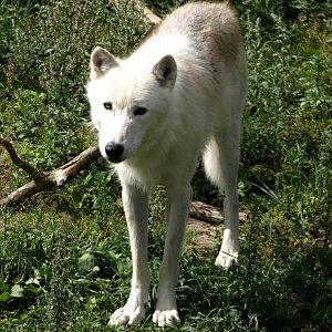 Ree Park - Arctic white wolf