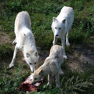 Ree Park - Arctic white wolves