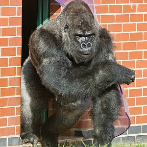 Silverback male Gorilla.