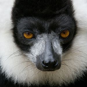 Black and white Ruffed Lemur.