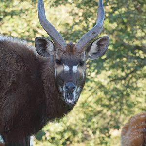 Sitatunga
