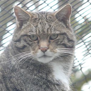 Scottish Wild Cat