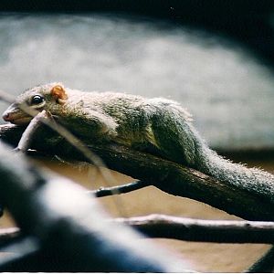 Common Tree Shrew