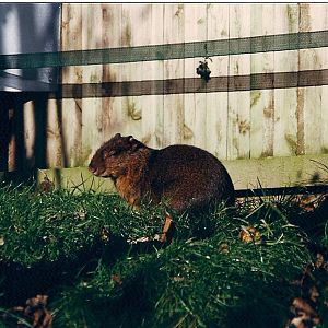 AGOUTI