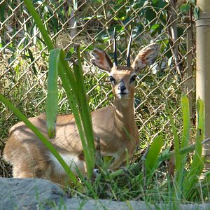 Steenbok