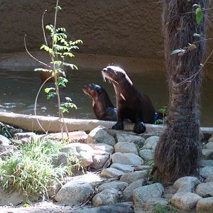 Giant Otter in pool