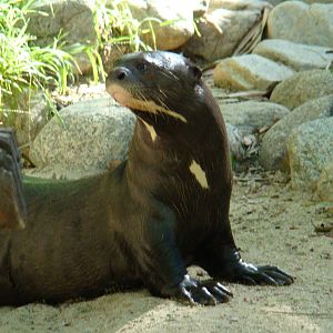 Giant Otter