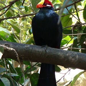 Violaceous Turaco