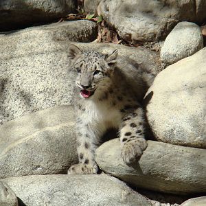 Snow Leopard cub