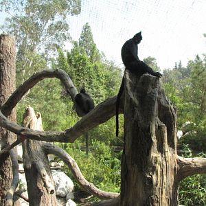 Francois' Langur Exhibit