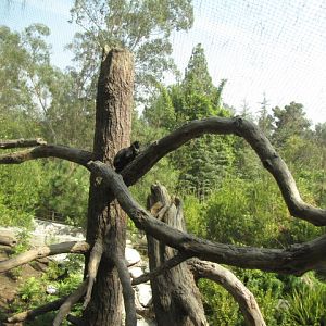 Francois' Langur Exhibit