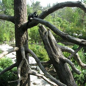 Francois' Langur Exhibit
