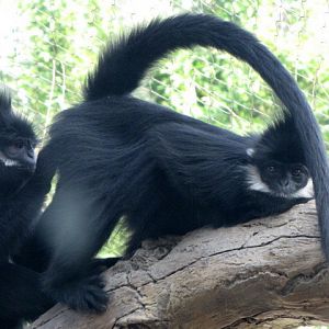 Some Intimate Grooming