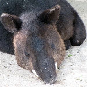 Mountain Tapir