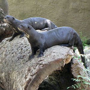 Giant Otters