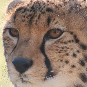 Cheetah @ Chester; 07.02.09