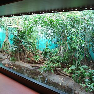 Tropical House - the exhibit for Lesser Malay Mouse Deer