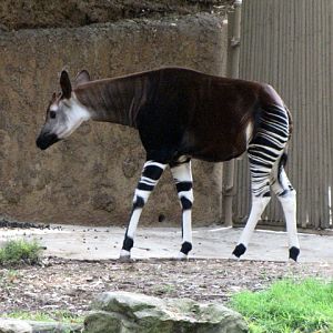 Okapi