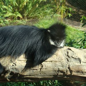 Francois's Langur
