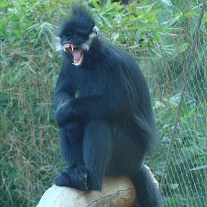Francois's Langur yawning