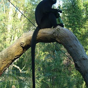 Francois's Langur