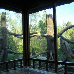 Francois's Langur exhibit