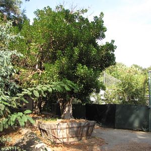 Mature Trees Near Gorilla Habitat Never Used