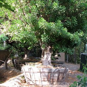 Trees Still In Planters