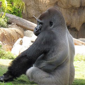 Kelly Relaxing In His Habitat