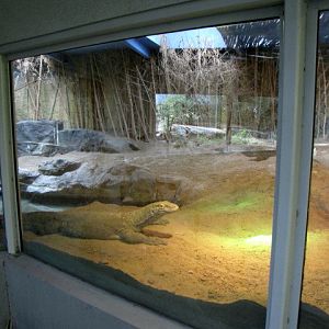 Komodo Dragon Exhibit