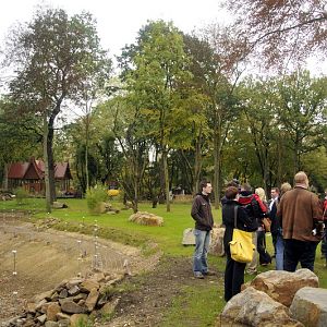 Orang-Utan outdoors at ZOOM Asien
