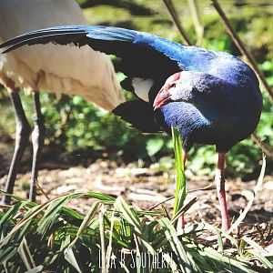 purple swamphen