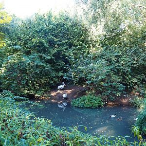 Dalmatian pelican exhibit, 2022-10-09