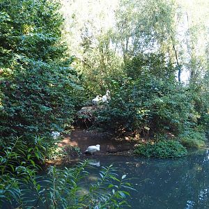 Dalmatian pelican exhibit, 2022-10-09